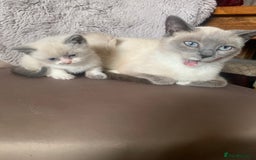 Persian cats for sale: Our cute adorable little female seal point  - Image 14