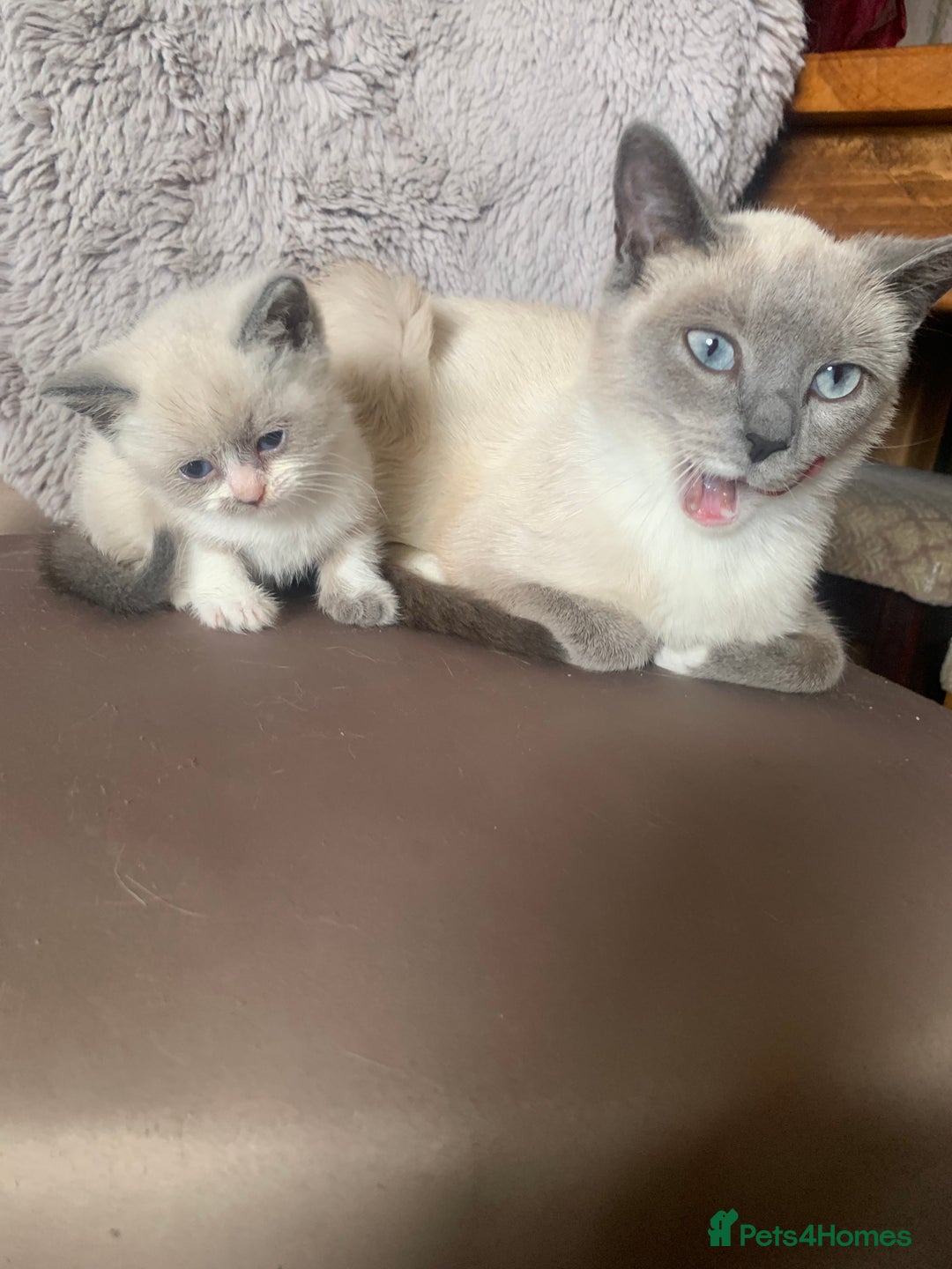 Persian cats for sale: Our cute adorable little female seal point  - Image 14