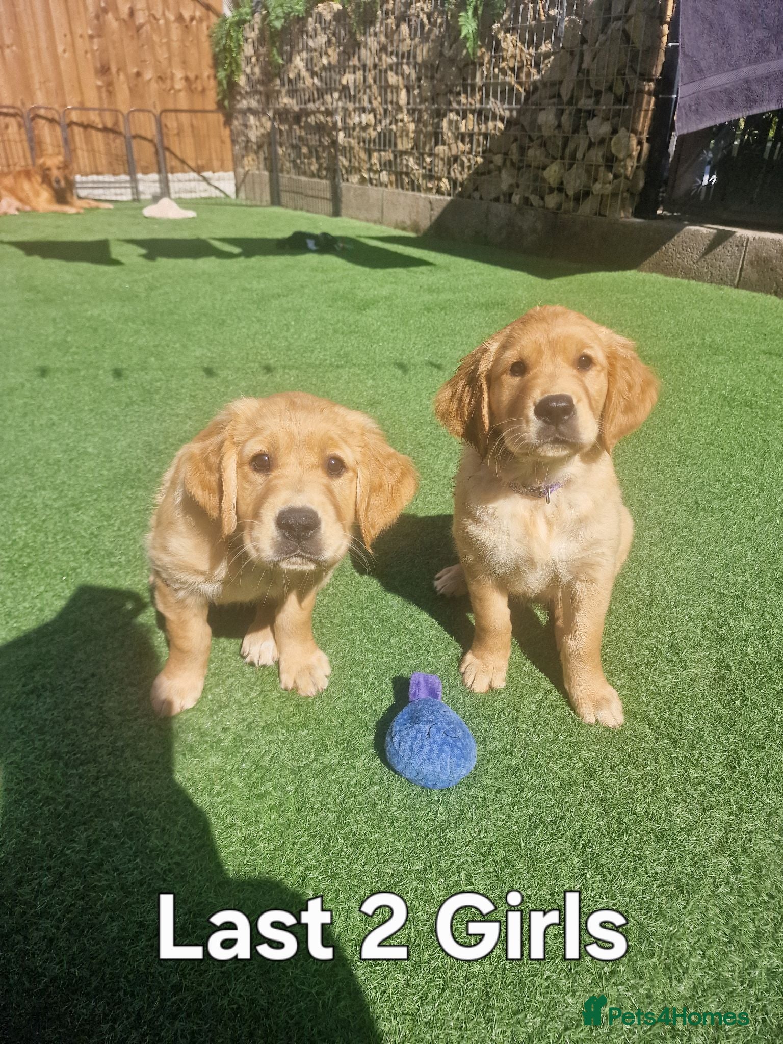 Golden Retriever dogs Stunning dark golden retriever puppies for sale - Advert 1