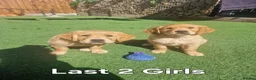 Golden Retriever dogs for sale: Stunning dark golden retriever puppies for sale - Advert 2