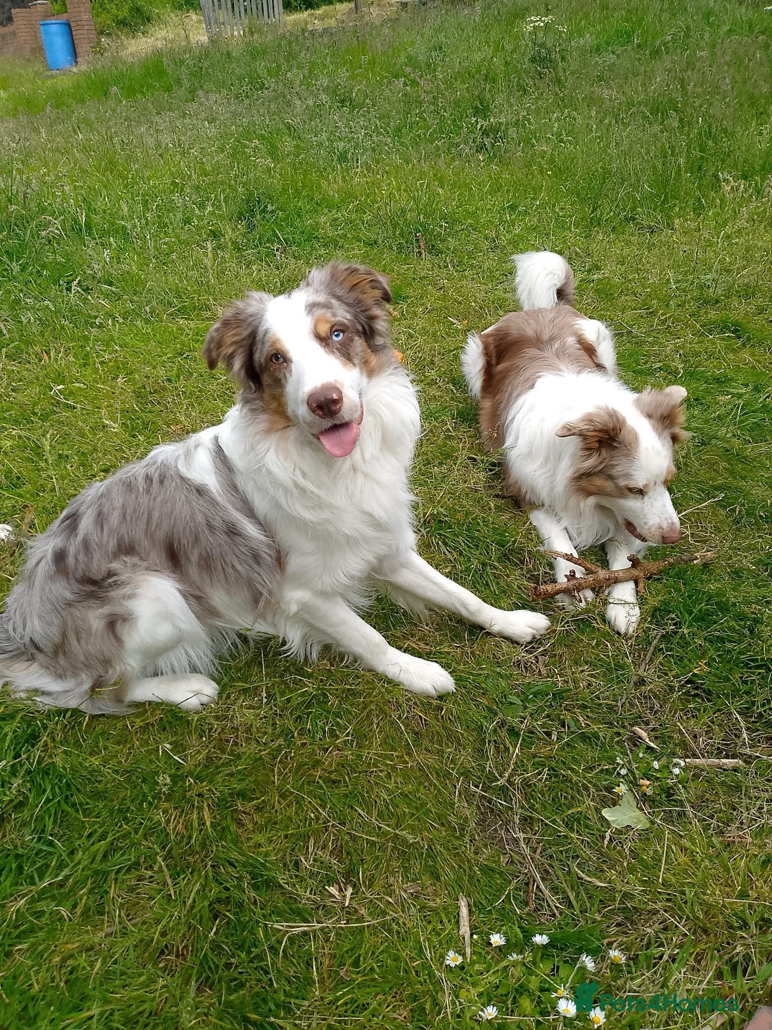 Border Collie dogs Border collie male for sale  - Advert 1