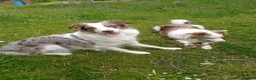 Border Collie dogs for sale: Border collie male for sale  - Advert 1