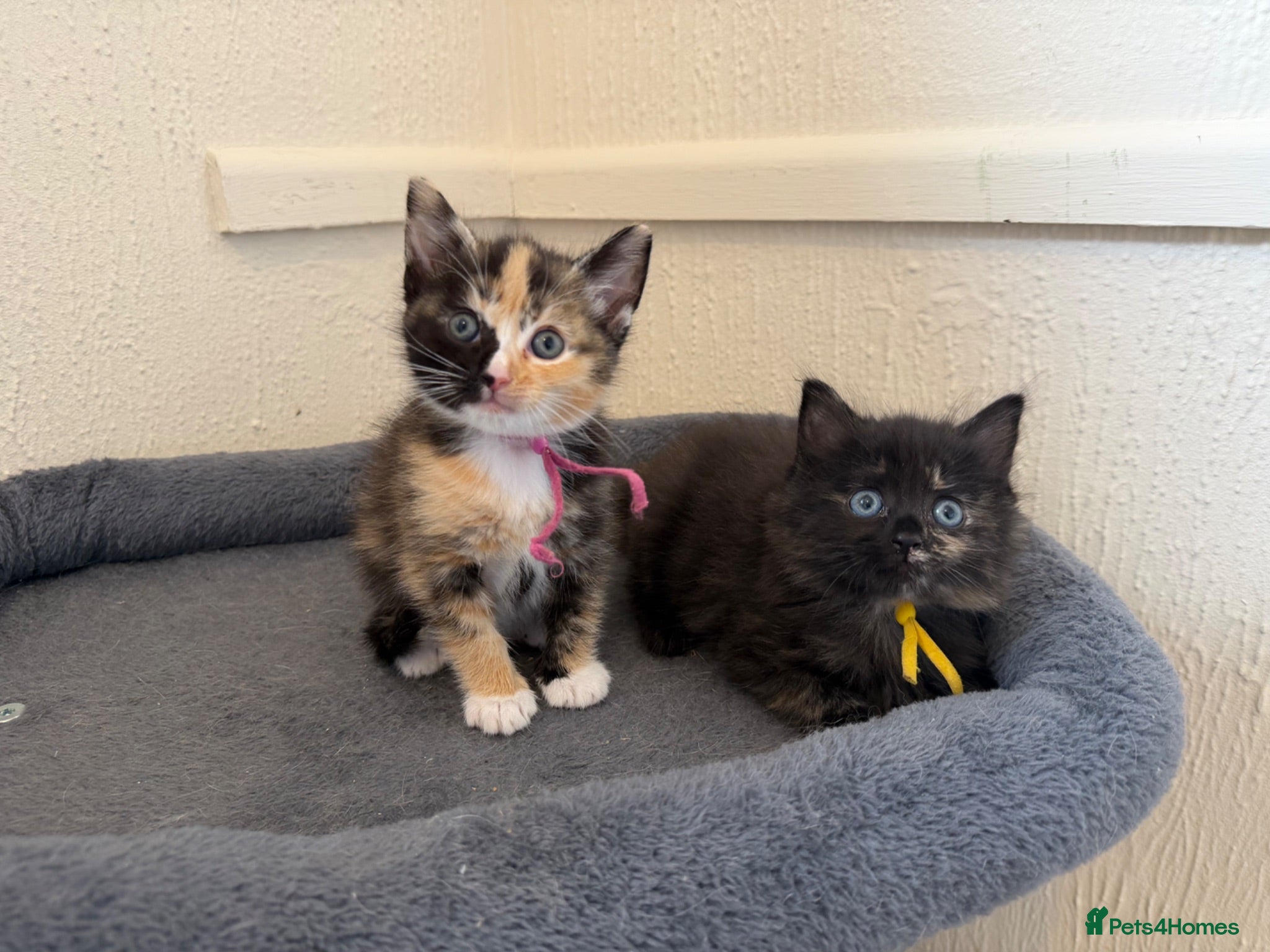 Domestic Shorthair cats Beautiful Kittens - 2 Left  - Advert 8