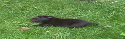 Flat coated Retriever dogs for sale: Gorgeous liver and black Flatcoat Retrievers - Advert 16