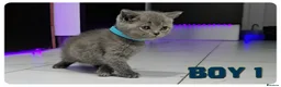 Scottish Fold cats for sale: Beautiful Scottish Fold,British & Munchkin Kittens - Advert 20