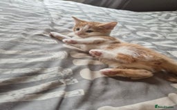 Maine Coon cats for sale: Maine coon x kittens - Image 3