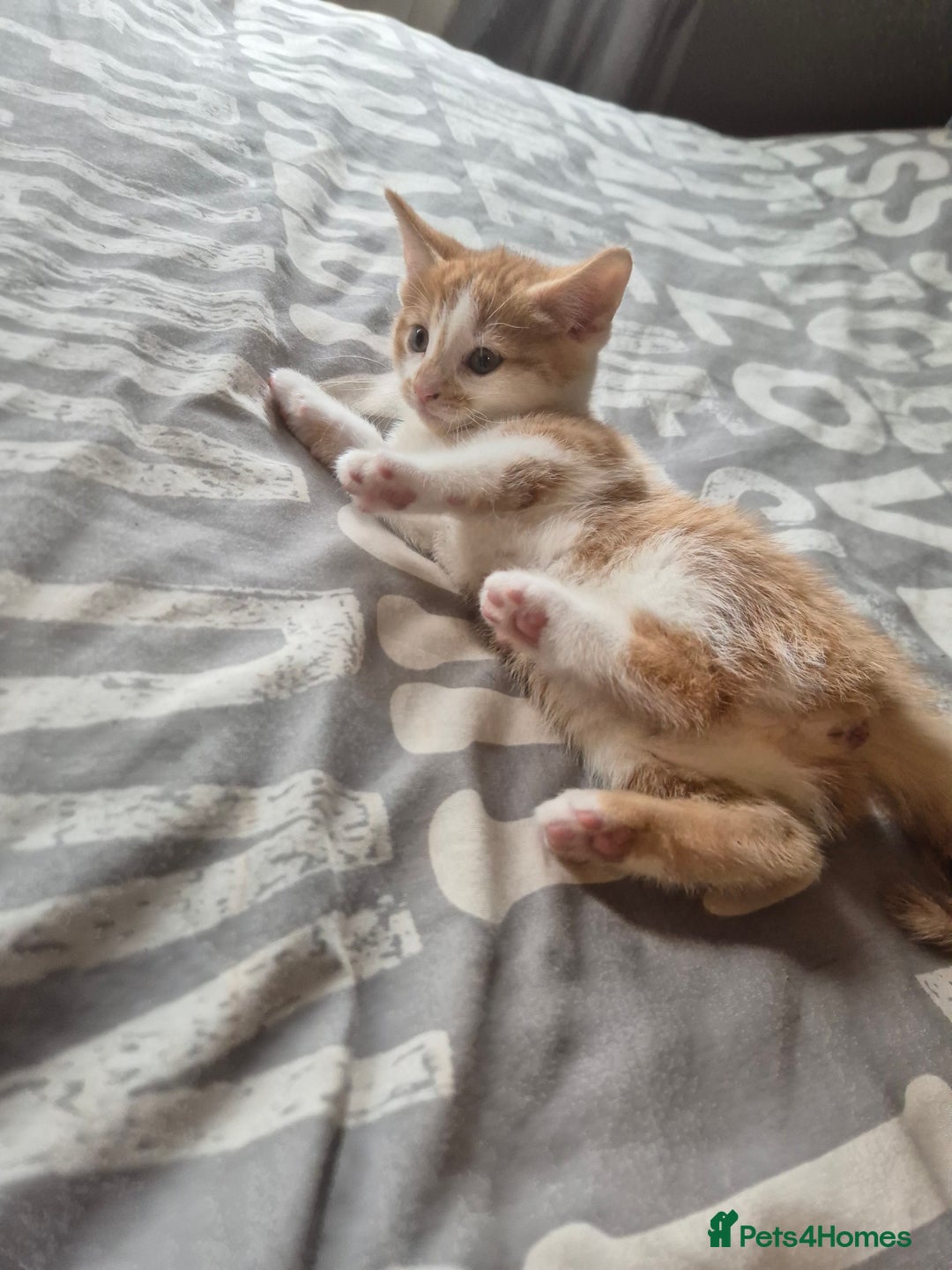 Maine Coon cats for sale: Maine coon x kittens - Image 3