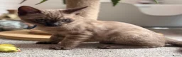 Bengal cats for sale: TICA registered Seal Solid Silver Mink Bengals - Advert 9