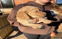 Cocker Spaniel dogs for sale: KC registered cocker spaniel pups for sale  - Image 7
