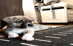 Mixed Breed dogs for sale: Beautiful German Shepherd cross puppies  - Advert 6