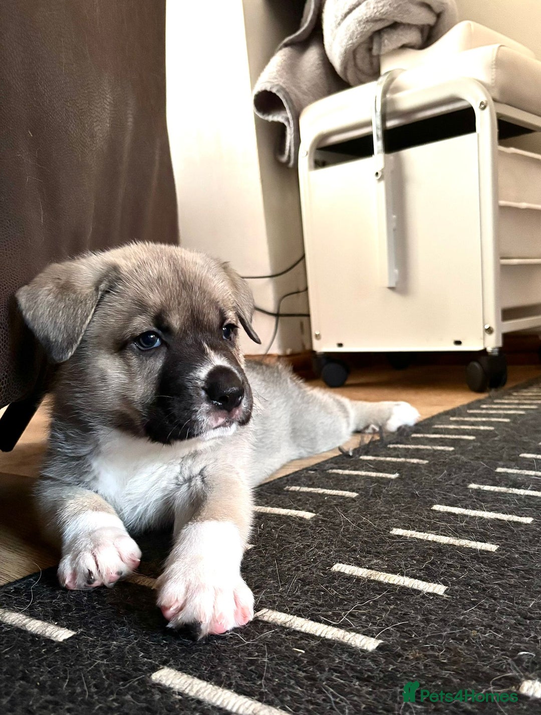 Mixed Breed dogs for sale: Beautiful German Shepherd cross puppies  - Advert 6