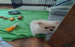 Pomeranian dogs for sale: Two lovely pups - Image 2