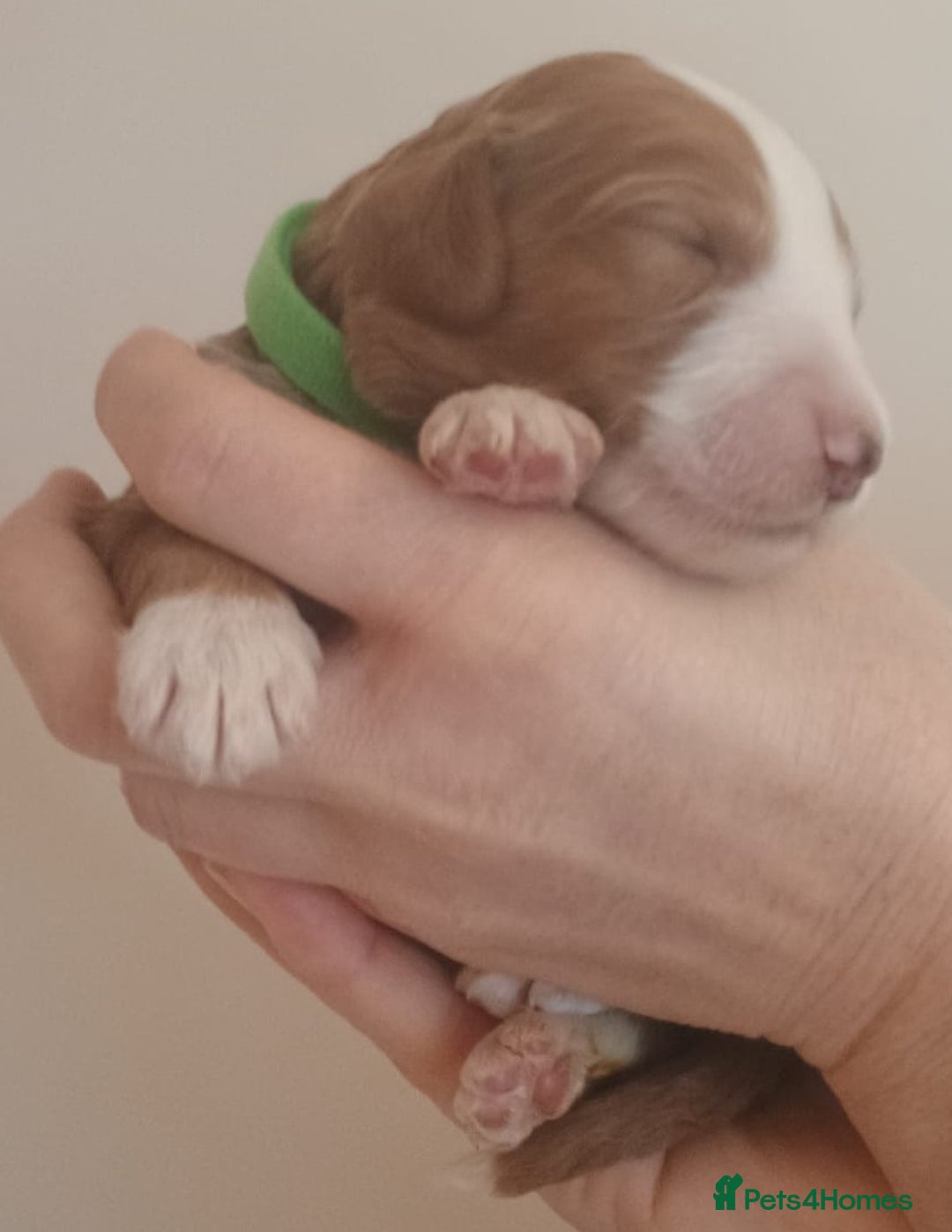 Mixed Breed dogs for sale: Australian doubledoodle puppies - Image 18