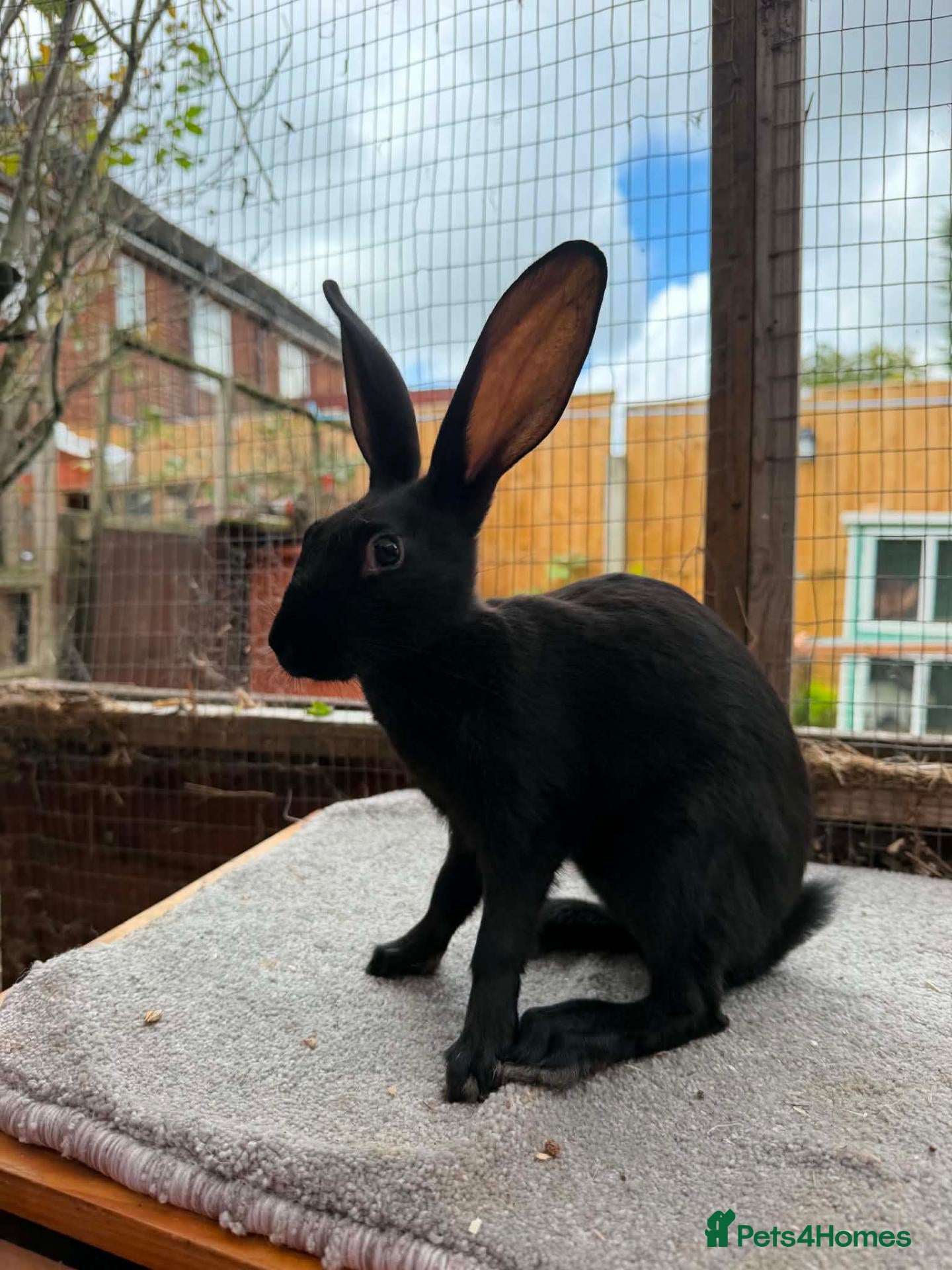 Belgian Hares rabbits Baby hares looking for new postcodes - Advert 1