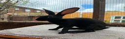 Belgian Hares rabbits for sale: Baby hares looking for new postcodes - Advert 11