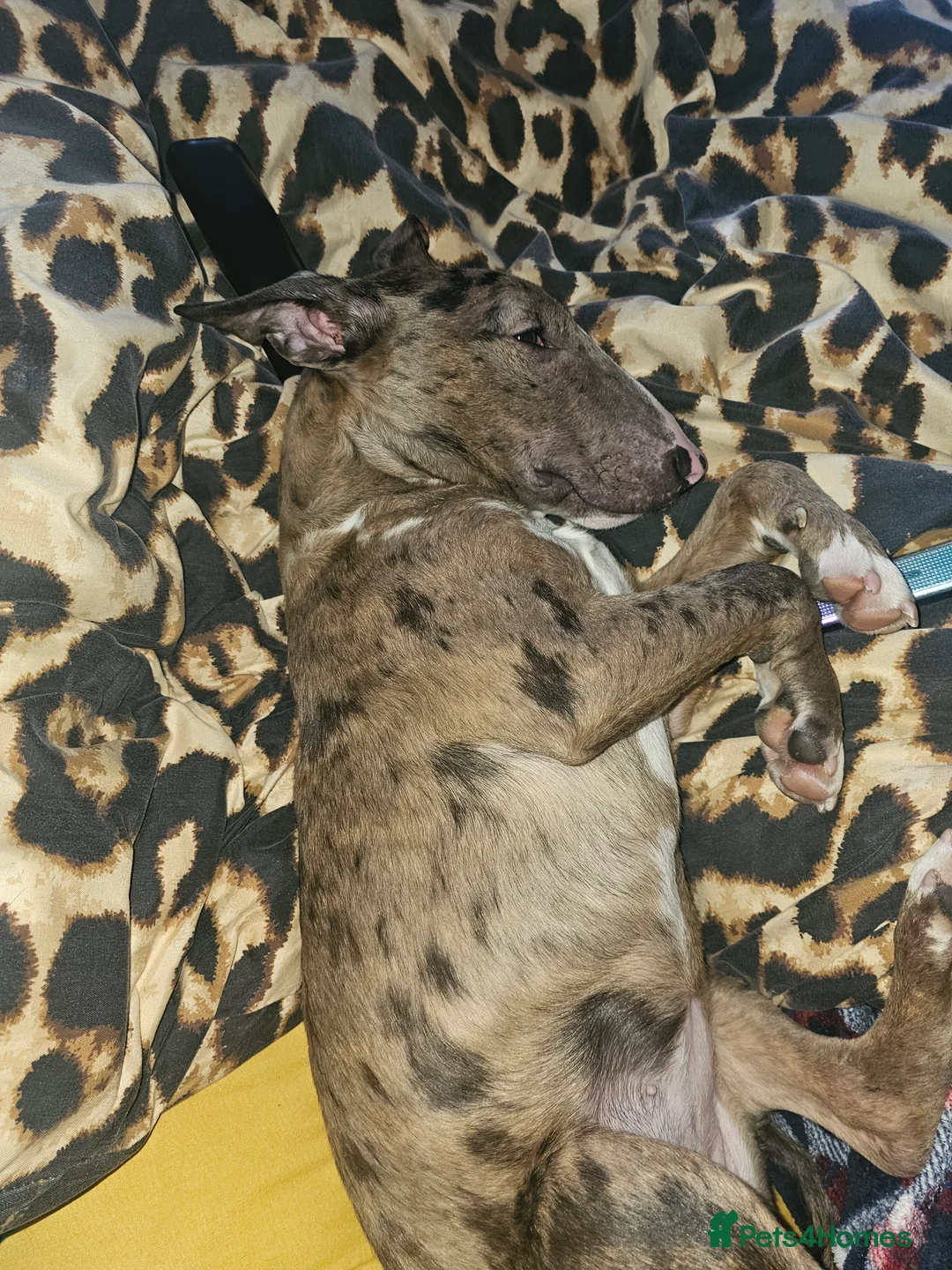 Miniature Bull terrier dogs for sale: Merle miniature english bull terrier  - Advert 3