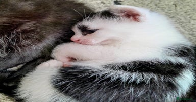 Mixed Breed cats - Advert 8