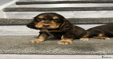 Cocker Spaniel dogs - Advert 10