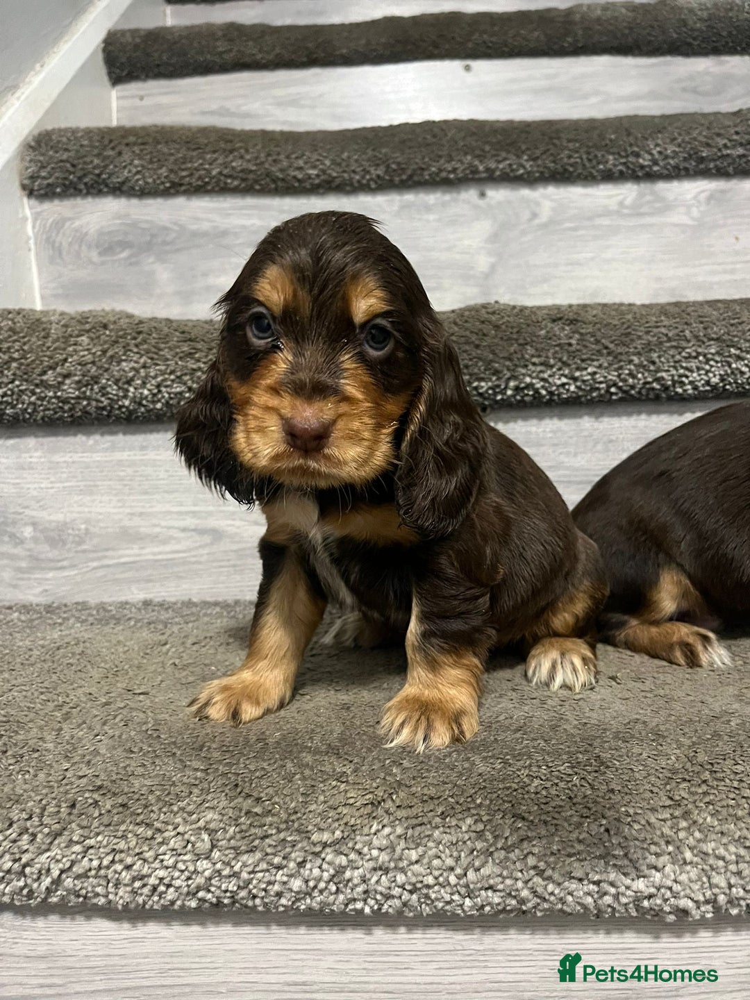 Cocker Spaniel dogs for sale: Show Cocker Puppies - Image 3