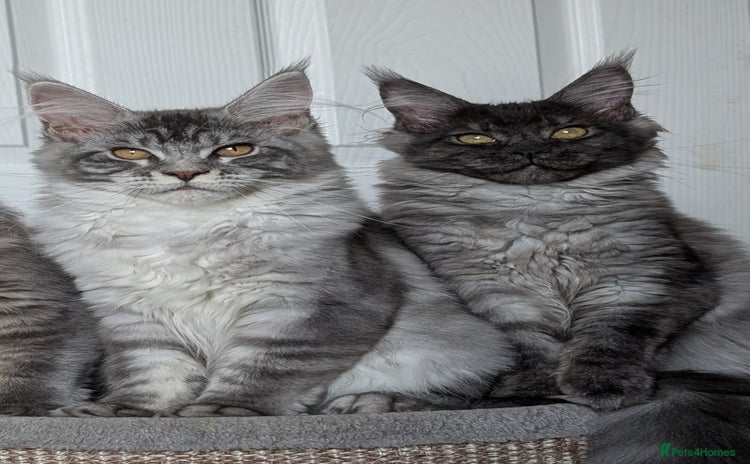 Maine Coon cats - Advert 3