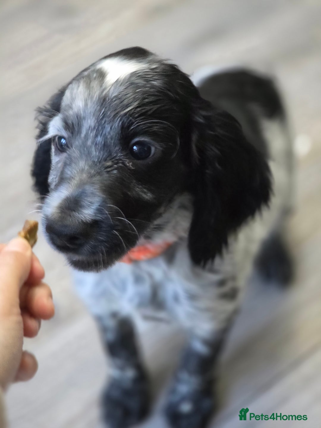 Cocker Spaniel dogs for sale: 1 left Working coker spaniel  - Advert 1