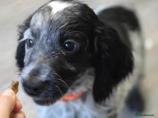 Cocker Spaniel dogs 1 left Working coker spaniel - Advert 2