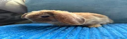 Mini Lop rabbits for sale: 🦋Pure Breed Mini plush lop 🦋 in Halstead - Advert 34