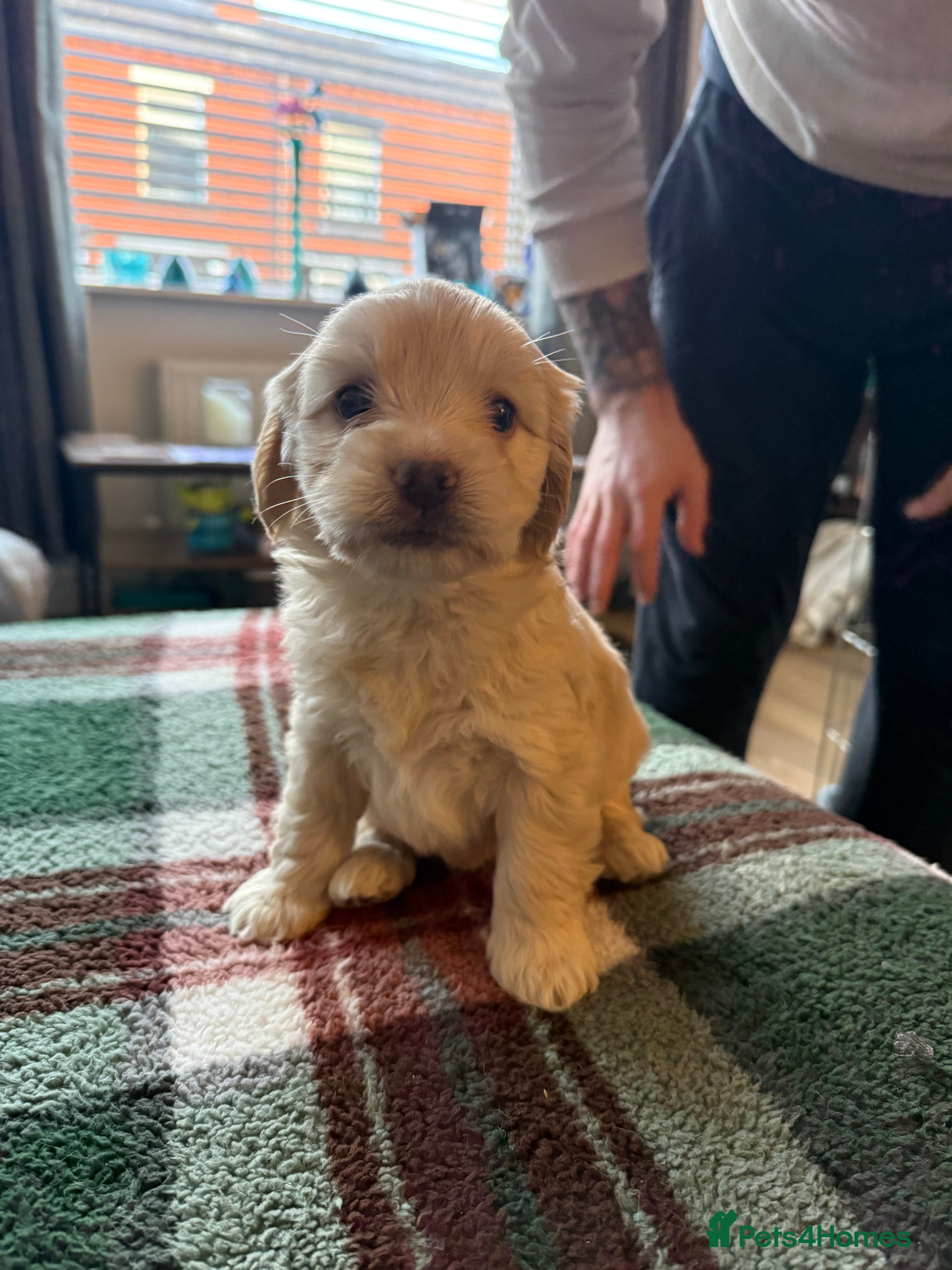 Mixed Breed dogs ✨4 left Adorable Cockapompoo Puppies✨ - Advert 6