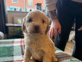 Mixed Breed dogs ✨4 left Adorable Cockapompoo Puppies✨ - Advert 3