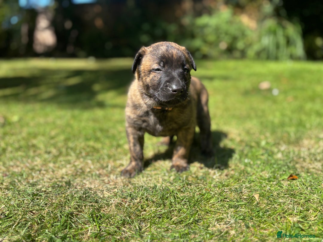 Belgian Shepherd Dog dogs for sale: Dutch herder puppies  - Image 6