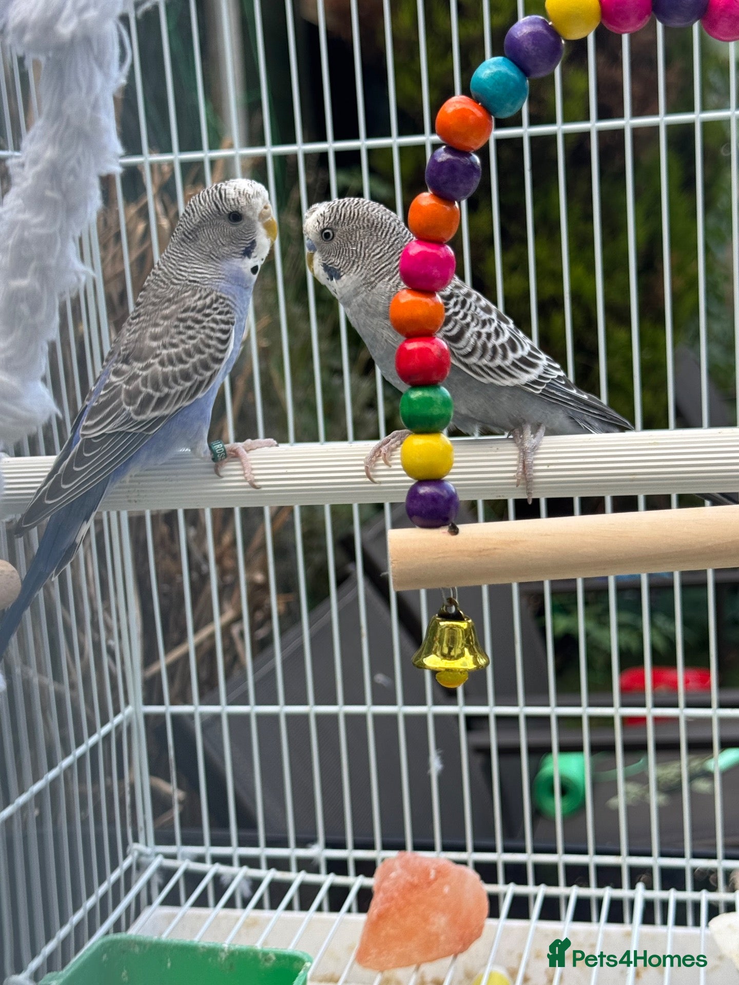 Budgerigars birds Lovely pair of budgies with cage  - Advert 1