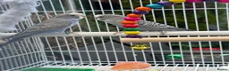 Budgerigars birds for sale: Lovely pair of budgies with cage  - Advert 1