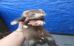 Ferret rodents for sale: Working stock ferrets - Image 1