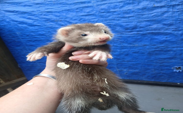 Ferret rodents - Advert 2