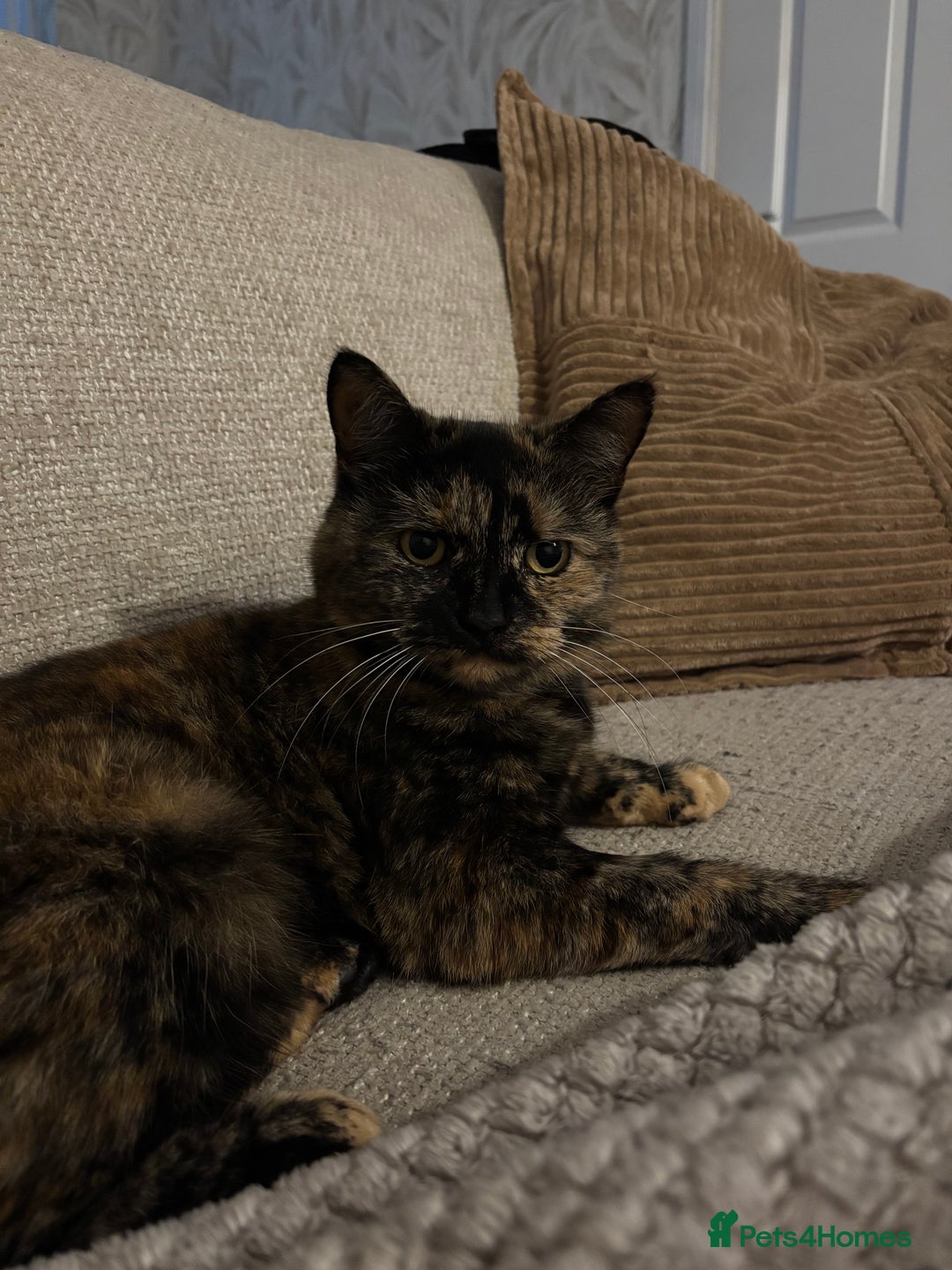 Mixed Breed cats for sale: 2 cats looking for new home  - Advert 2