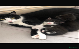 Domestic Shorthair cats for sale: Female kittens  - Image 3