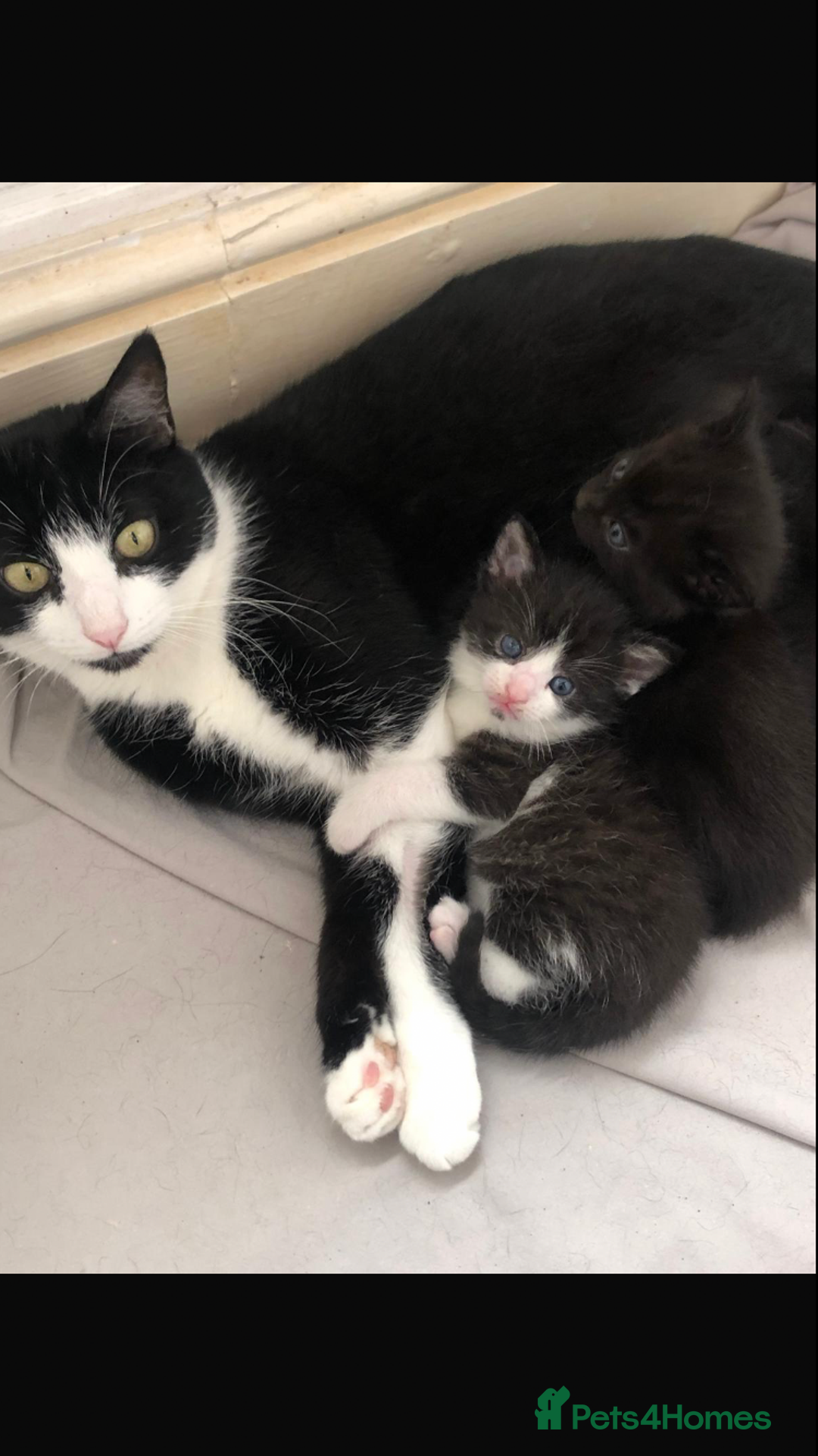 Domestic Shorthair cats for sale: Female kittens  - Image 3