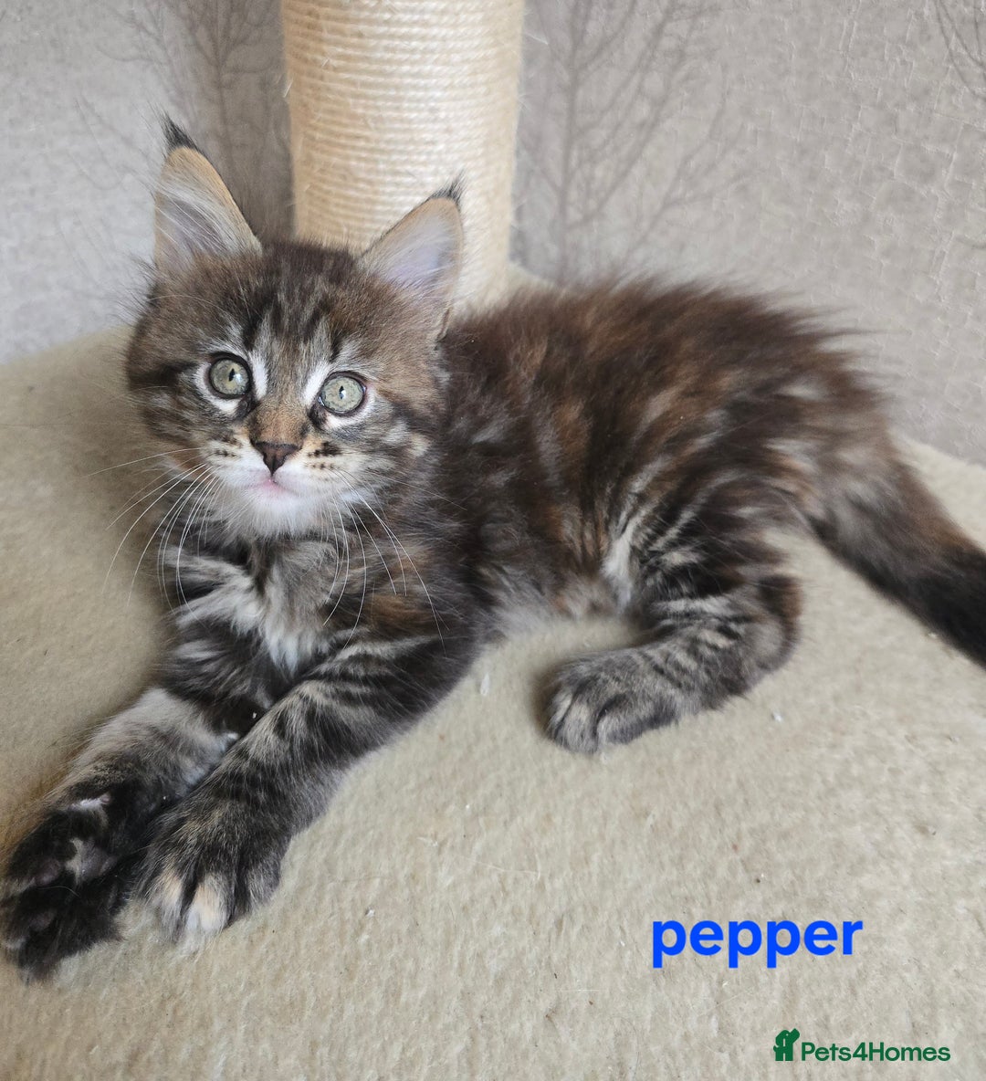 Maine Coon cats for sale: Maine Coon Kittens Tortie/Torbie Russian lines - Image 27