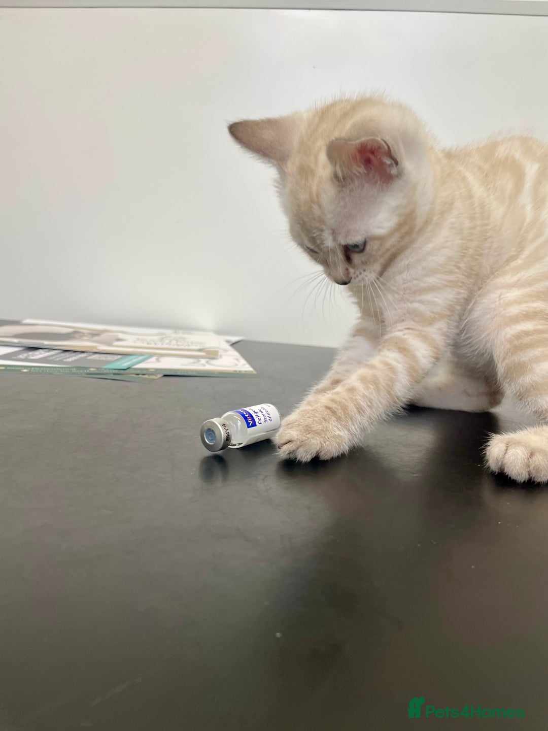 Bengal cats for sale: 🔥🏆Striking Rossetted Tica Pedigree Leapords🏆🔥 - Advert 9