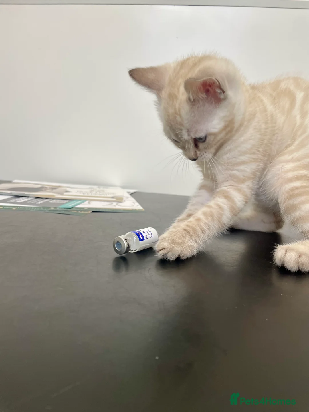 Bengal cats for sale: 🔥🏆Bengal Rossetted Tica Pedigree Leapords🏆🔥 - Advert 7