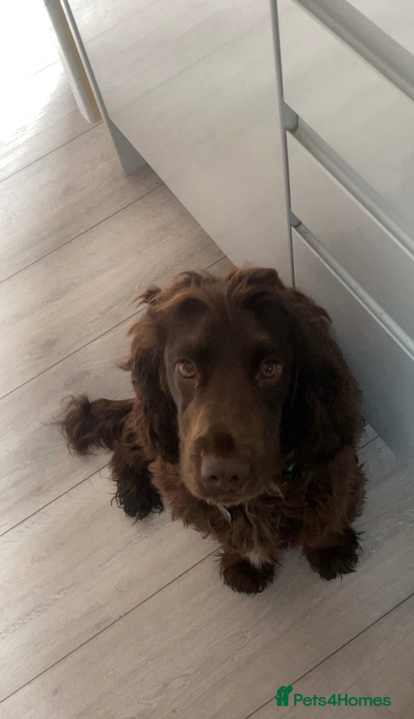 Sprocker dogs Sprocker Spaniel - Advert 1