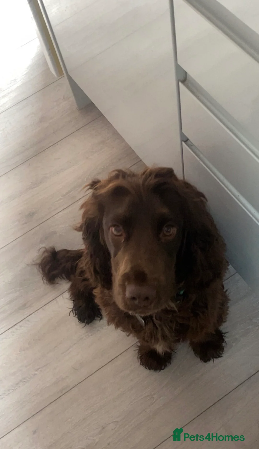 Sprocker dogs for sale: Sprocker Spaniel - Advert 1