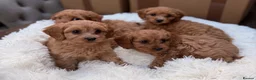 Cavapoo dogs for sale: 💕 beautiful cavapoos ready next week 💕 - Advert 8