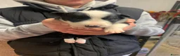 Border Collie dogs for sale: 7 Border Collie ISDS Registered Pups for Sale - Advert 16