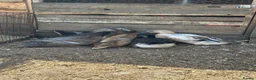 Ducks poultry for sale: Bonded group ducks drakes goose geese runners  - Advert 4