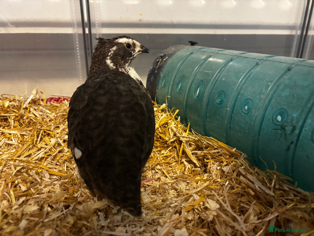 Quail poultry for sale: Quail - Image 5
