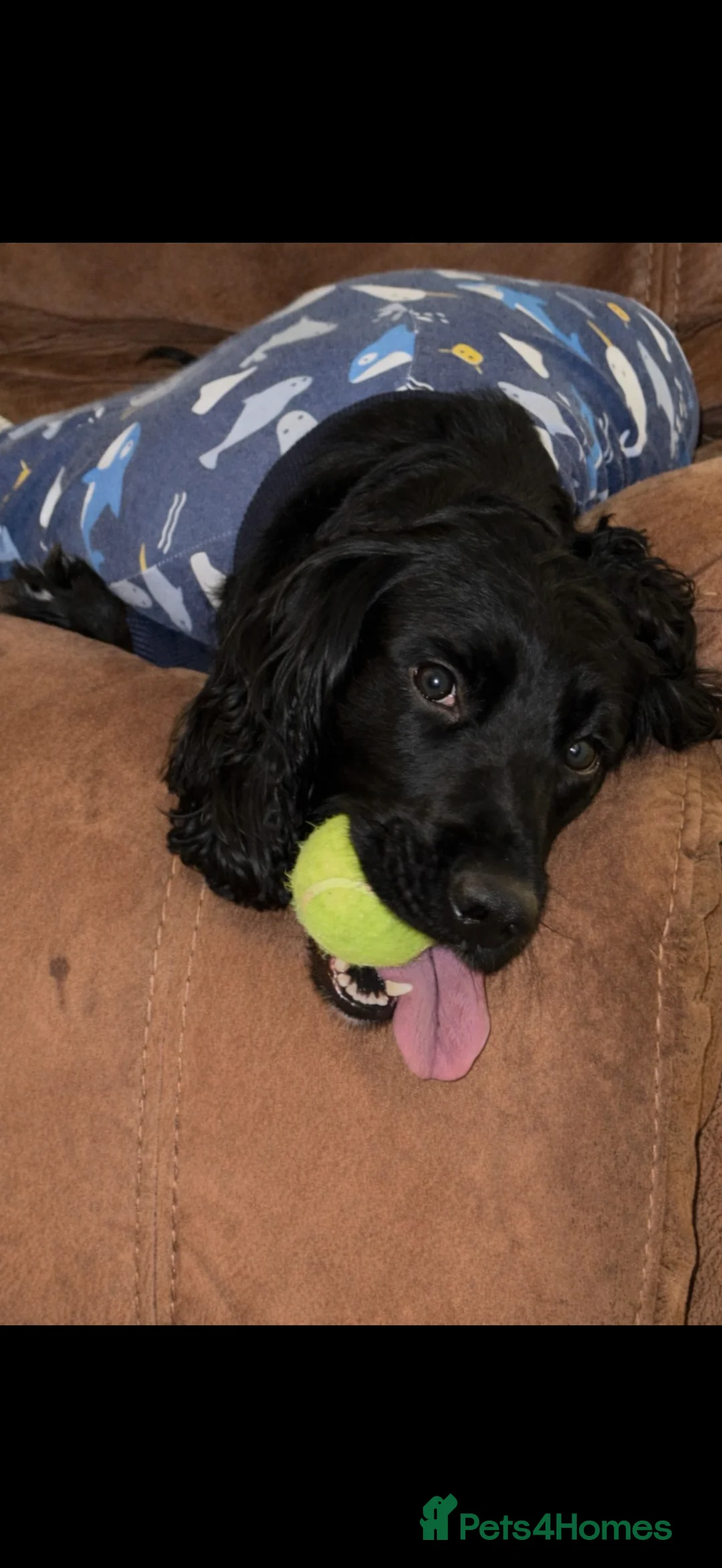 Sprocker dogs for stud: Arlo 2.5 years  in Wirral - Advert 5