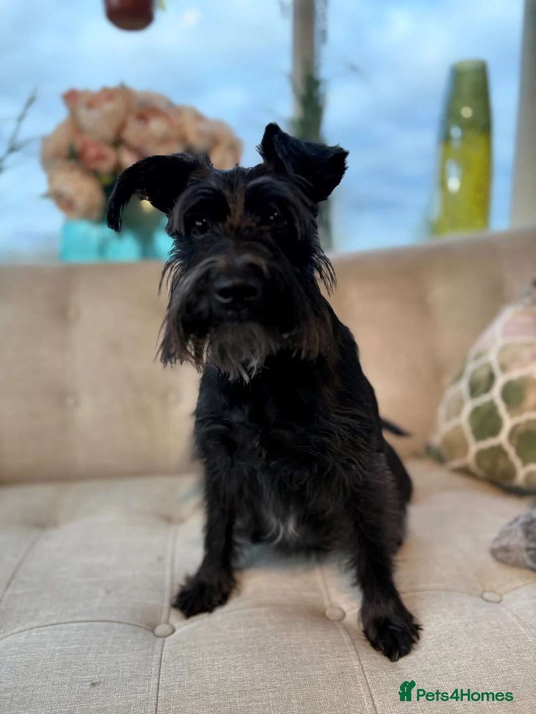 Miniature Schnauzer dogs for sale: Stunning Miniature Schnauzers - Advert 13