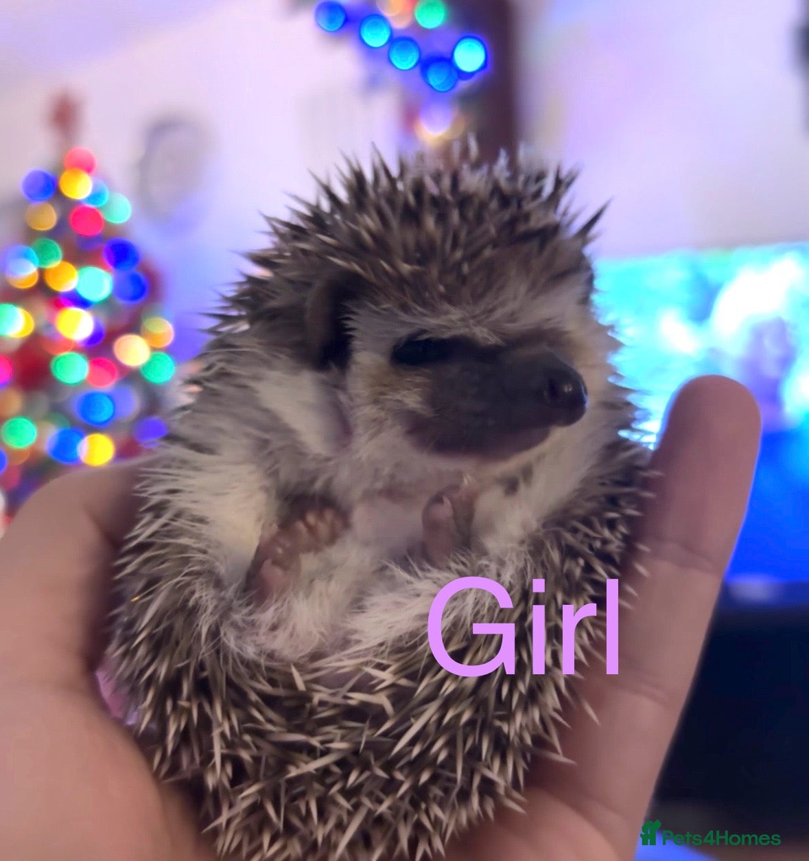 Pygmy Hedgehog rodents Last Female! African Pygmy Hedgehogs  - Advert 3