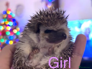 Pygmy Hedgehog rodents African Pygmy Hedgehogs - Advert 4